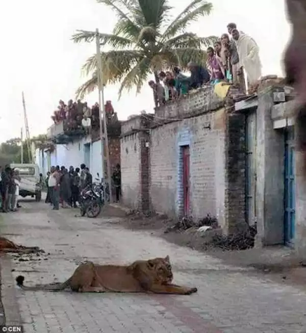 Terrified Villagers Take Cover on Their Roofs, Balconies as a Rampaging Lion Slaughters Cow, Stalks the Streets (Photos)